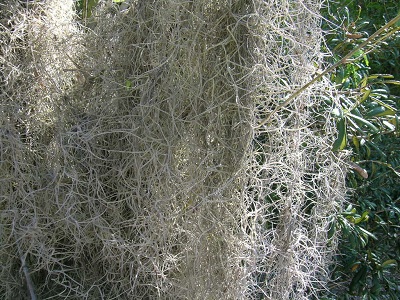 Wholesale spanish moss To Decorate Your Environment 